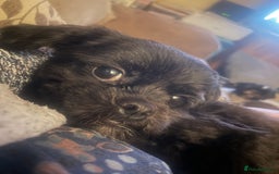 Shihpoo dogs for sale: Cuddly Male Shihpoo 3 years old - Image 1