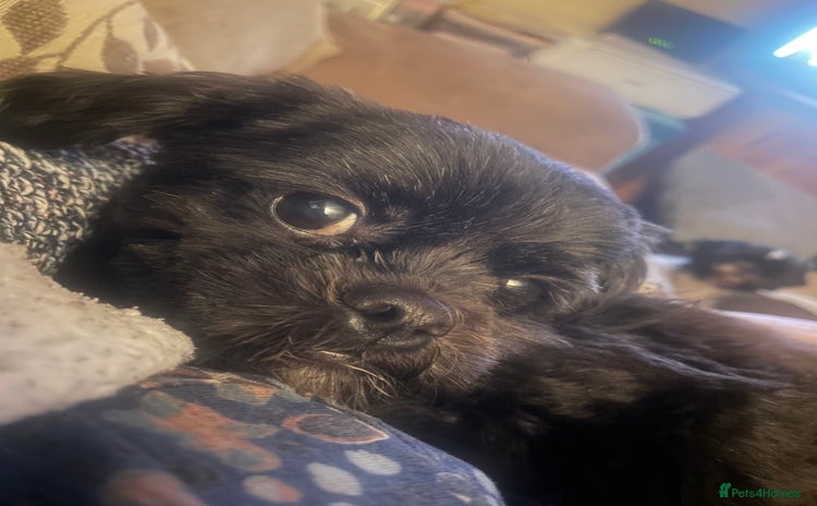 Shihpoo dogs - Advert 6