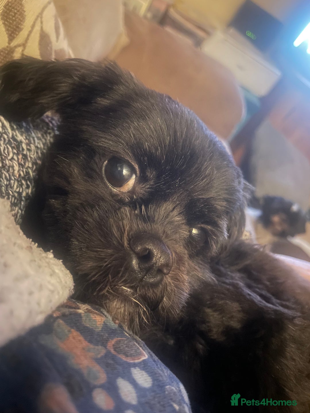 Shihpoo dogs for sale: Cuddly Male Shihpoo 3 years old - Image 1