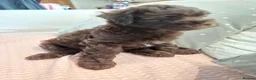 Schnoodle dogs for sale: Stunning Schnoodles  in Bury Saint Edmunds - Advert 17