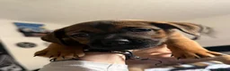 Jackshund dogs for sale: Jack Russell X Dachshund pups - Advert 9