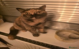 British Shorthair cats for sale: Looking forever home 🏡 😍  - Image 5