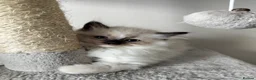 Ragdoll cats for sale: Purebred ragdoll kittens  - Advert 4