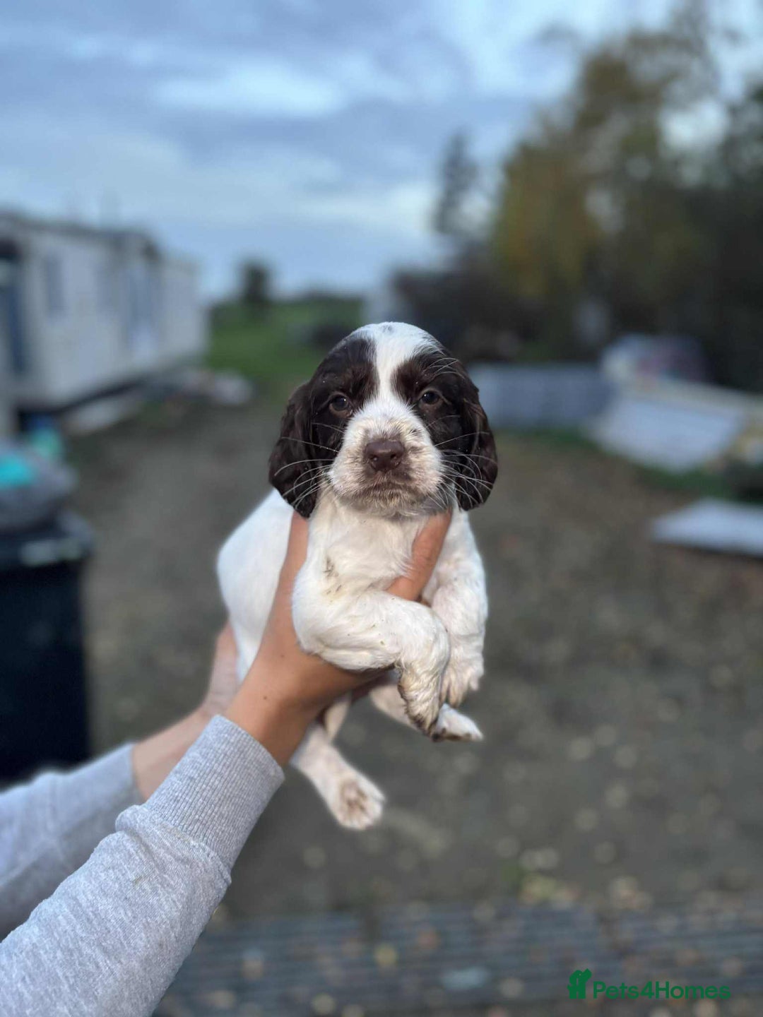 Cocker Spaniel dogs for sale: working cocker spaniel puppies ready to go now - Advert 9