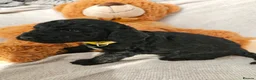 Cockapoo dogs for sale: Exceptional Cockapoos  in Lincoln - Advert 4