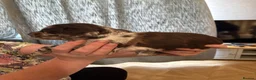 Cocker Spaniel dogs for sale: Beautiful cocker spaniels puppies  - Advert 12