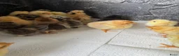 Chickens poultry for sale: Chicks recently hatched Silkies,Buffs & Leghorns  - Advert 5