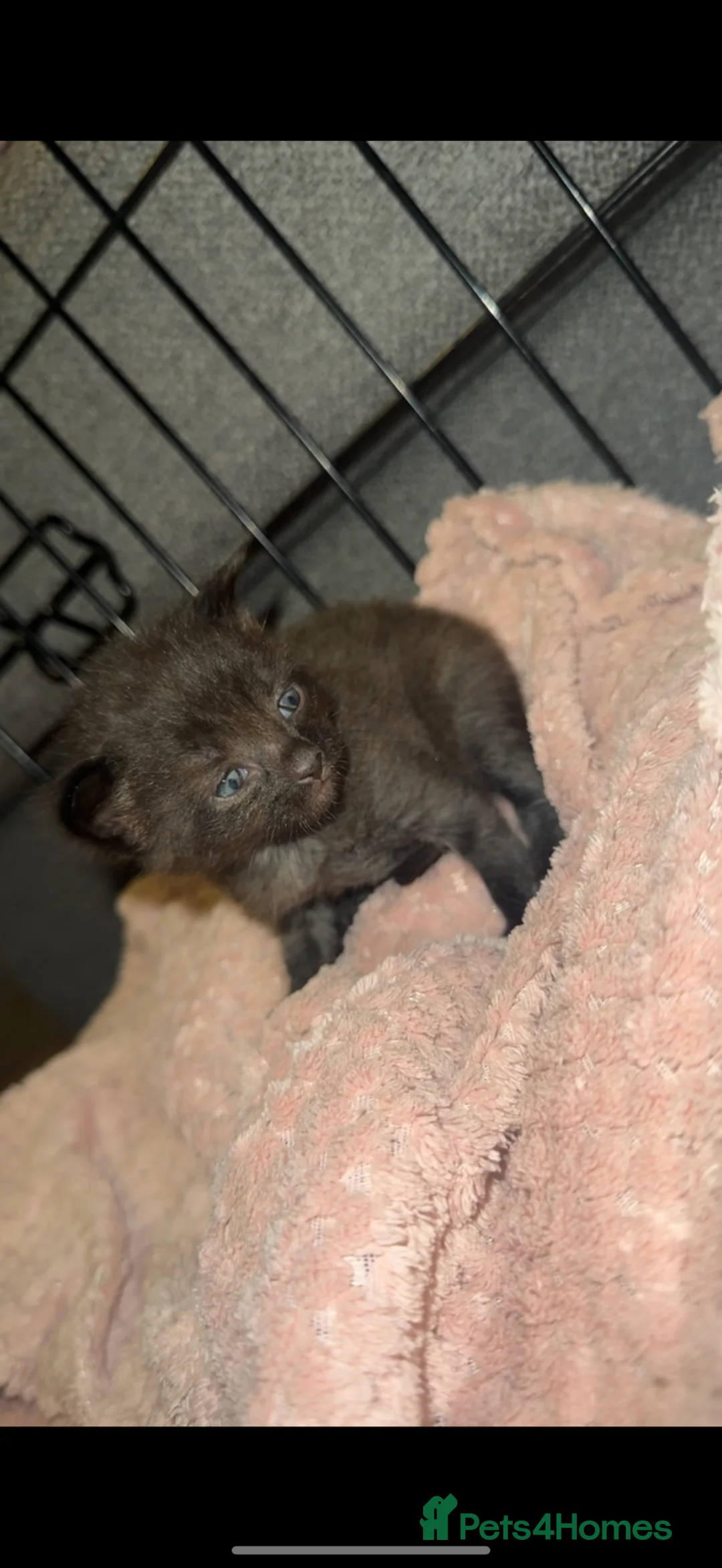 Maine Coon cats for sale: Maine coon x standard longhair cat in Bury Saint Edmunds - Advert 2