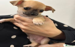 Chihuahua dogs for sale: Pure bred Chihuahua puppies - Image 38