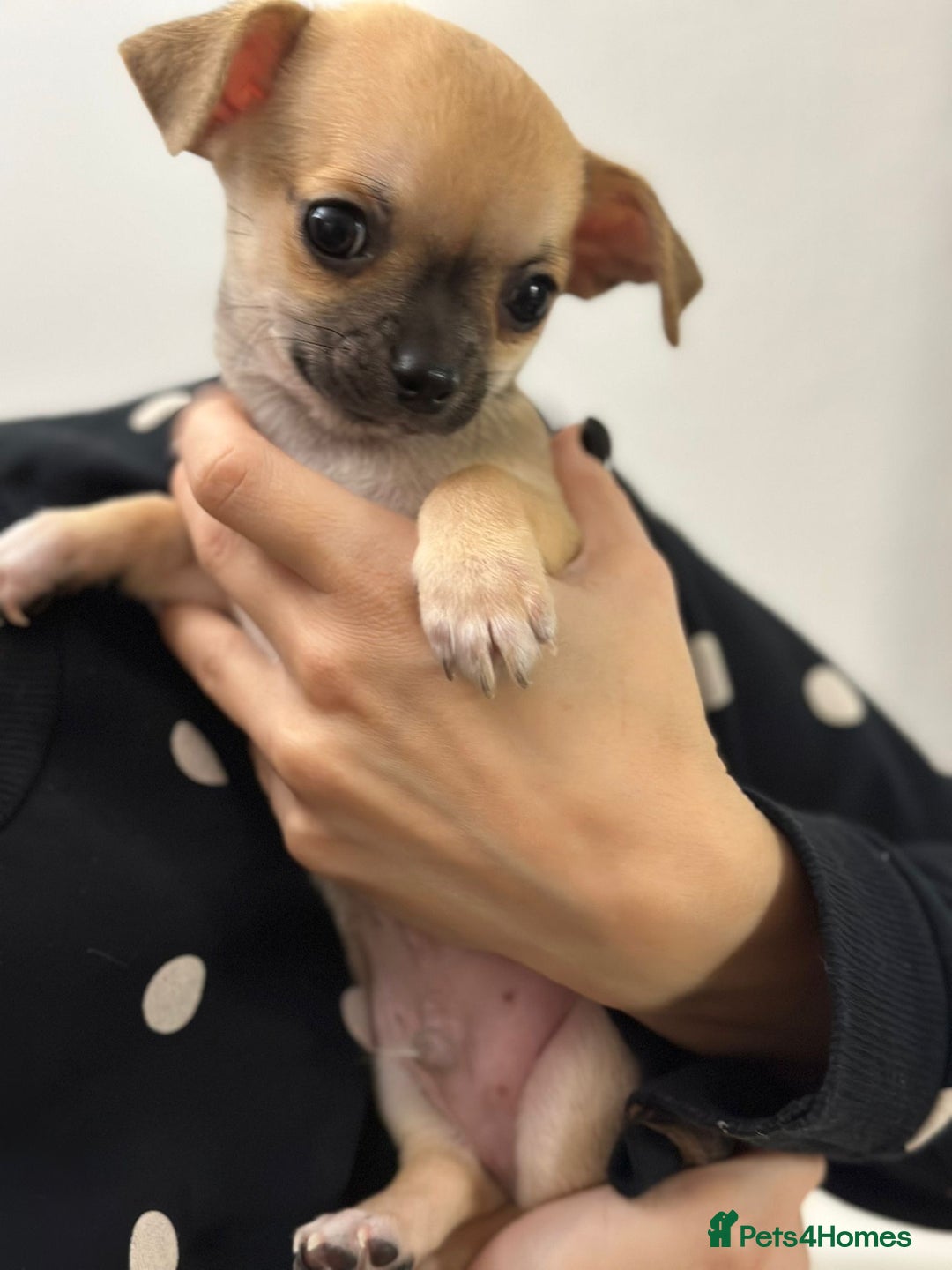 Chihuahua dogs for sale: Pure bred Chihuahua puppies - Image 38
