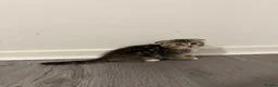 Scottish Fold cats for sale: Scottish Fold x British Short Hair Kittens - Advert 2