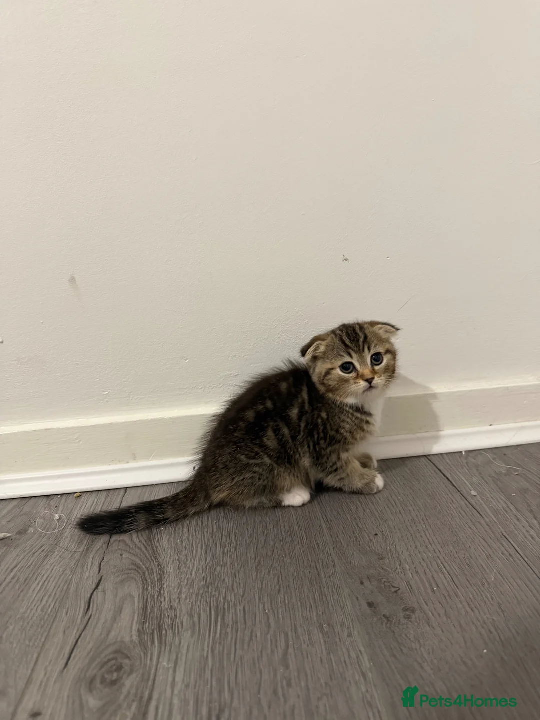 Scottish Fold cats for sale: Scottish Fold x British Short Hair Kittens - Advert 2