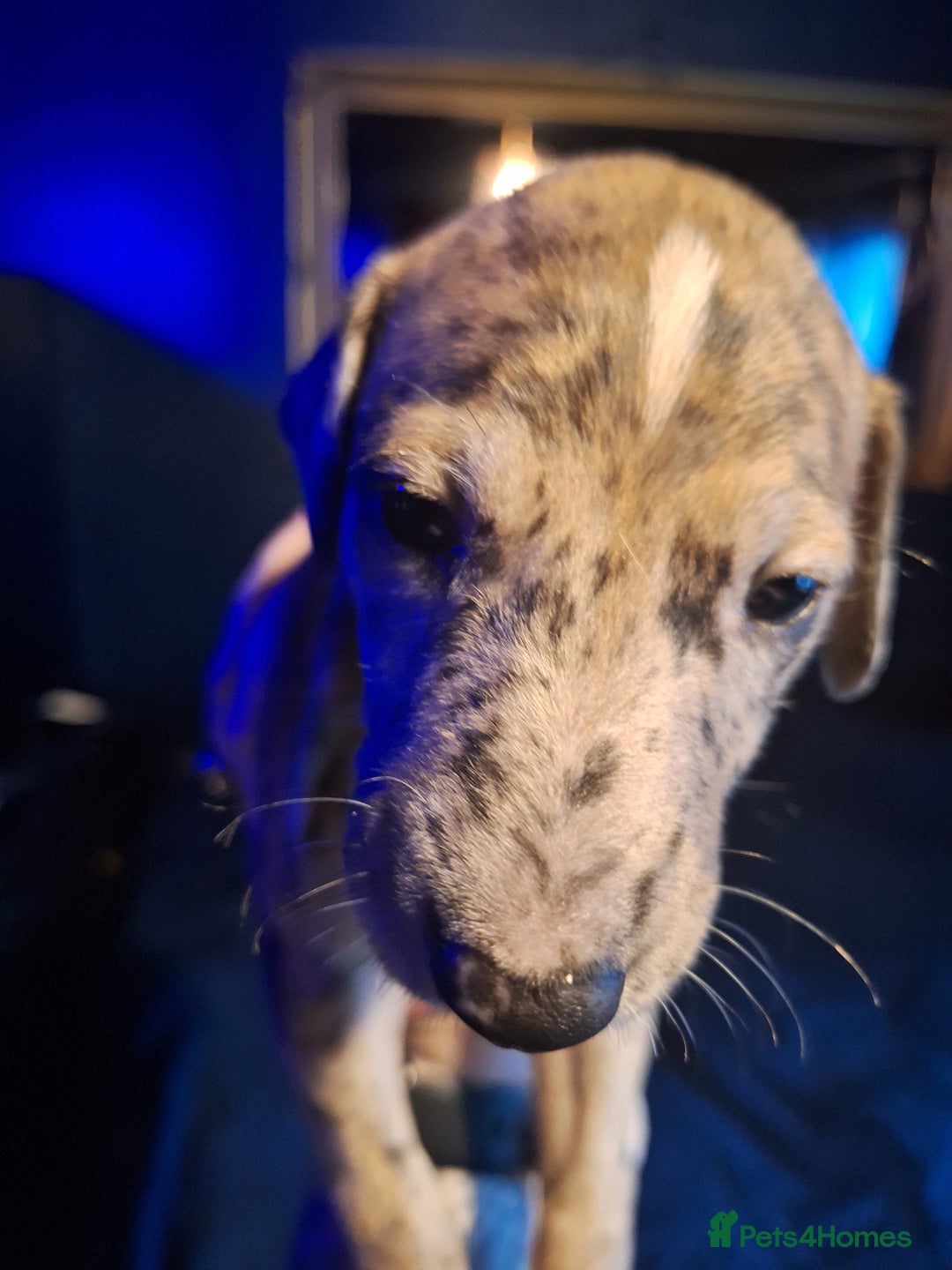 Lurcher dogs for sale: Really Now saluki Lurcher  - Advert 29