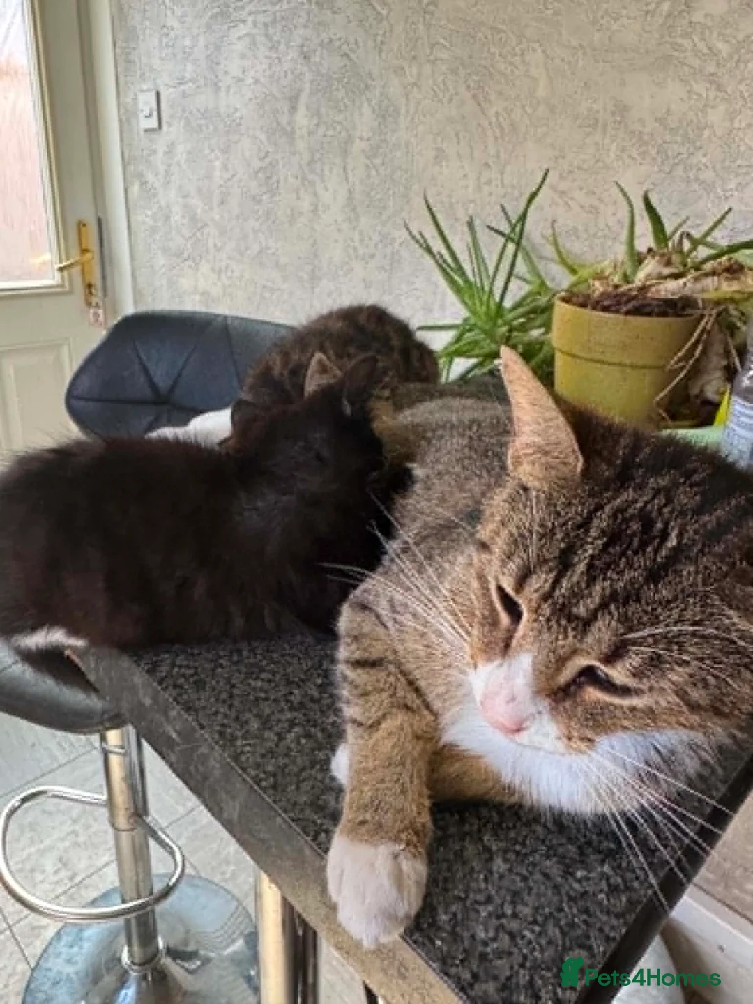 Mixed Breed cats for sale: Gorgeous Kittens Seeking Forever Homes - Advert 4