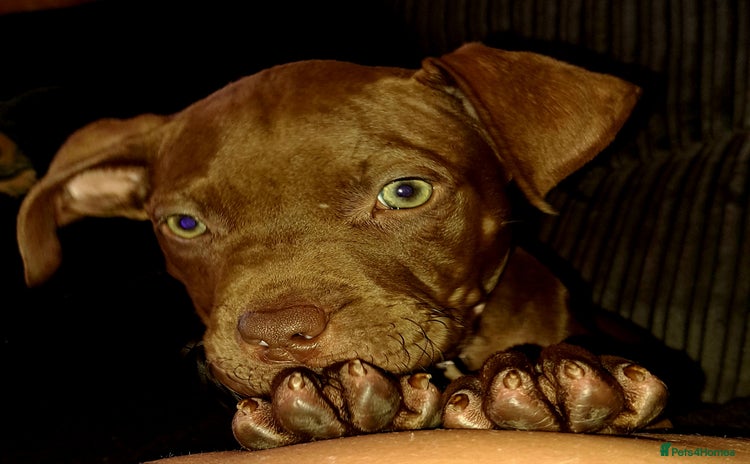 Staffordshire Bull Terrier dogs - Advert 9