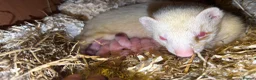 Ferret rodents for sale: 15 beautiful kits awaiting to be reserved.  - Advert 4