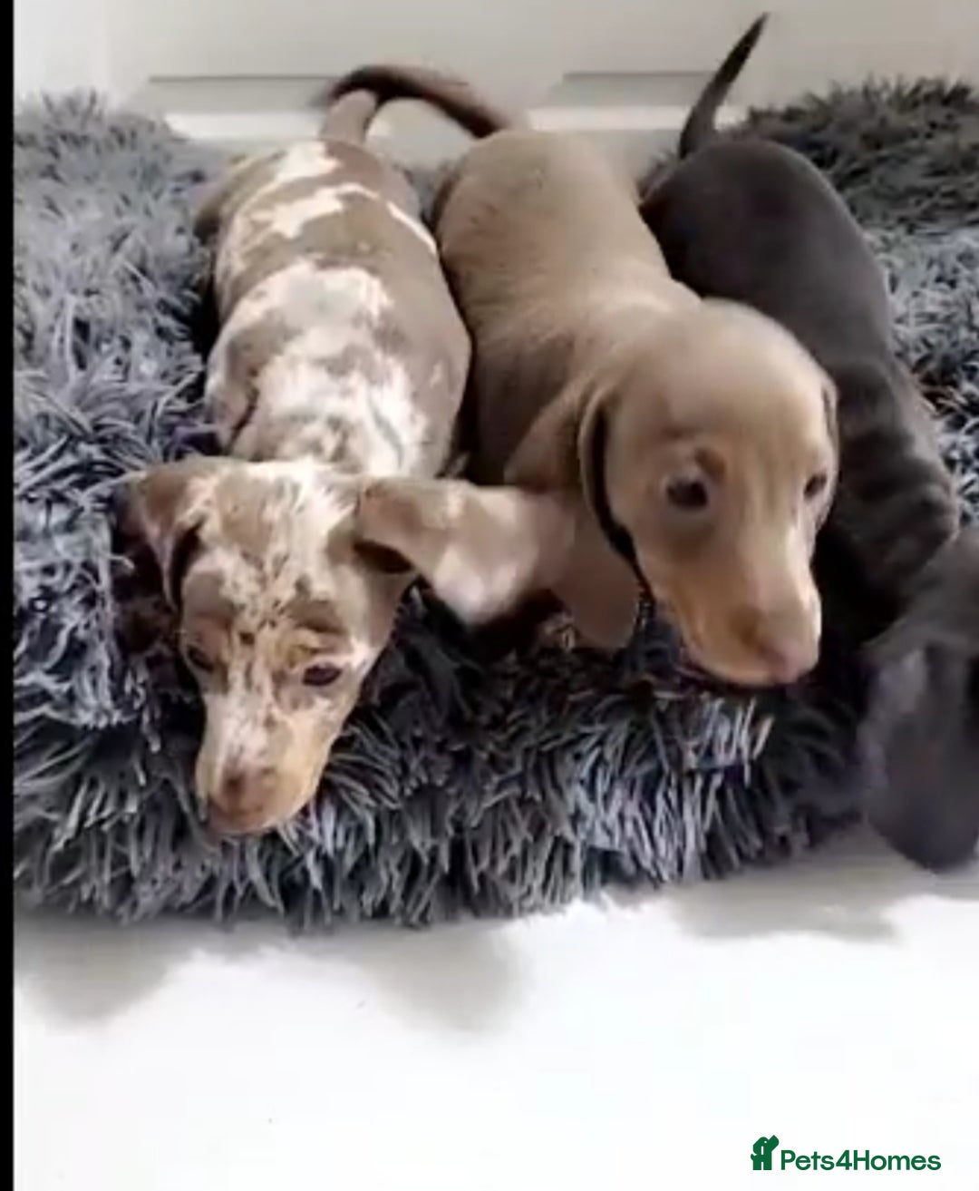 Miniature Dachshund dogs for sale: Kc Mini Dachshunds - Advert 6