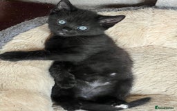 Domestic Shorthair cats for sale: 🐾 Kittens Looking for Loving Homes 🐾 - Image 4