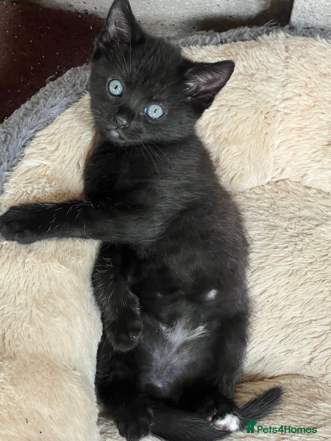 Domestic Shorthair cats for sale: 🐾 Kittens Looking for Loving Homes 🐾 - Image 4