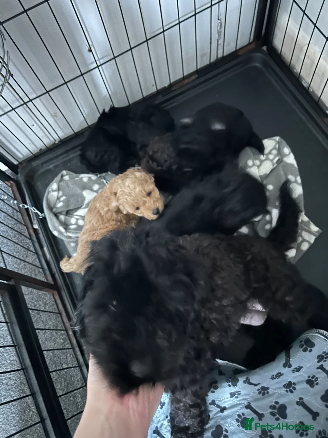 Cavapoo dogs for sale: F1b cavapoos  in Swansea - Advert 10