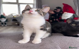 Domestic Shorthair cats for sale: 3 beautiful kittens  - Advert 6