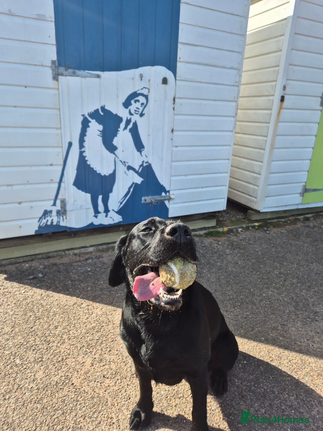 Labrador Retriever dogs for sale: Beautiful Puppies Looking for Loving Homes - Advert 22