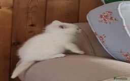 British Shorthair cats for sale: White kittens for sale  - Image 3