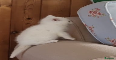 British Shorthair cats - Advert 10