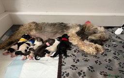Mixed Breed dogs for sale: 6 beautiful Shihpoo + cotton de Tulear puppies - Image 1