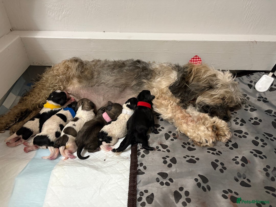 Mixed Breed dogs for sale: 6 beautiful Shihpoo + cotton de Tulear puppies - Image 1