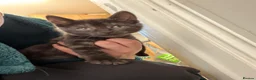 British Shorthair cats for sale: 2 girl 1 boy British shorthair cross in Norwich - Advert 11