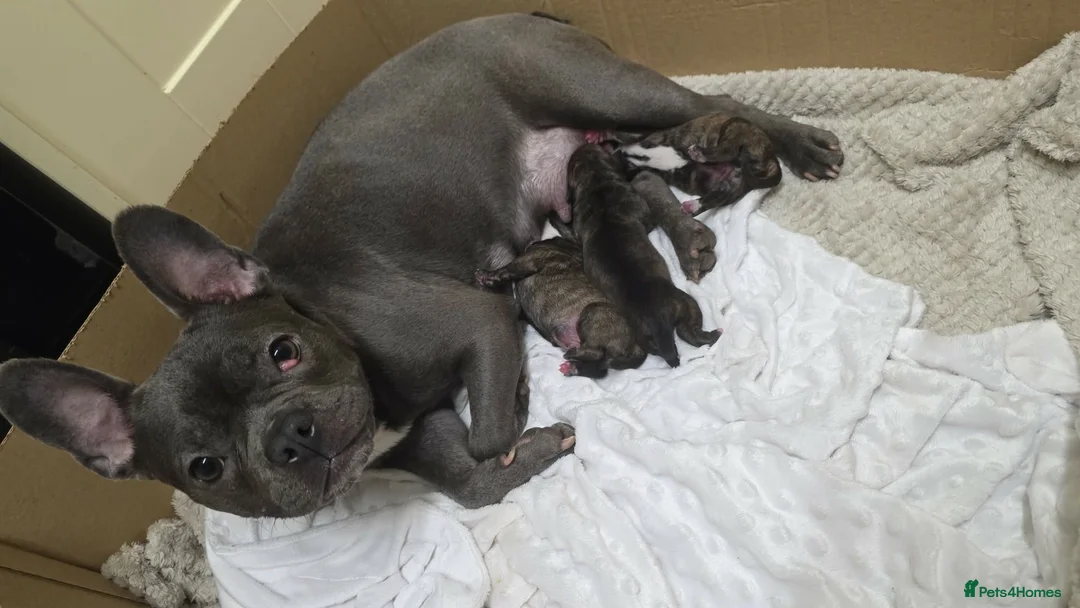 Mixed Breed dogs for sale: Frenchie cross puppies  - Advert 7