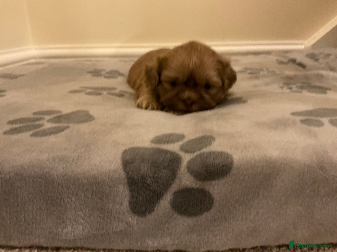 Shih Tzu dogs for sale: Beautiful Shih Tzu pups for sale 💖 - Advert 10