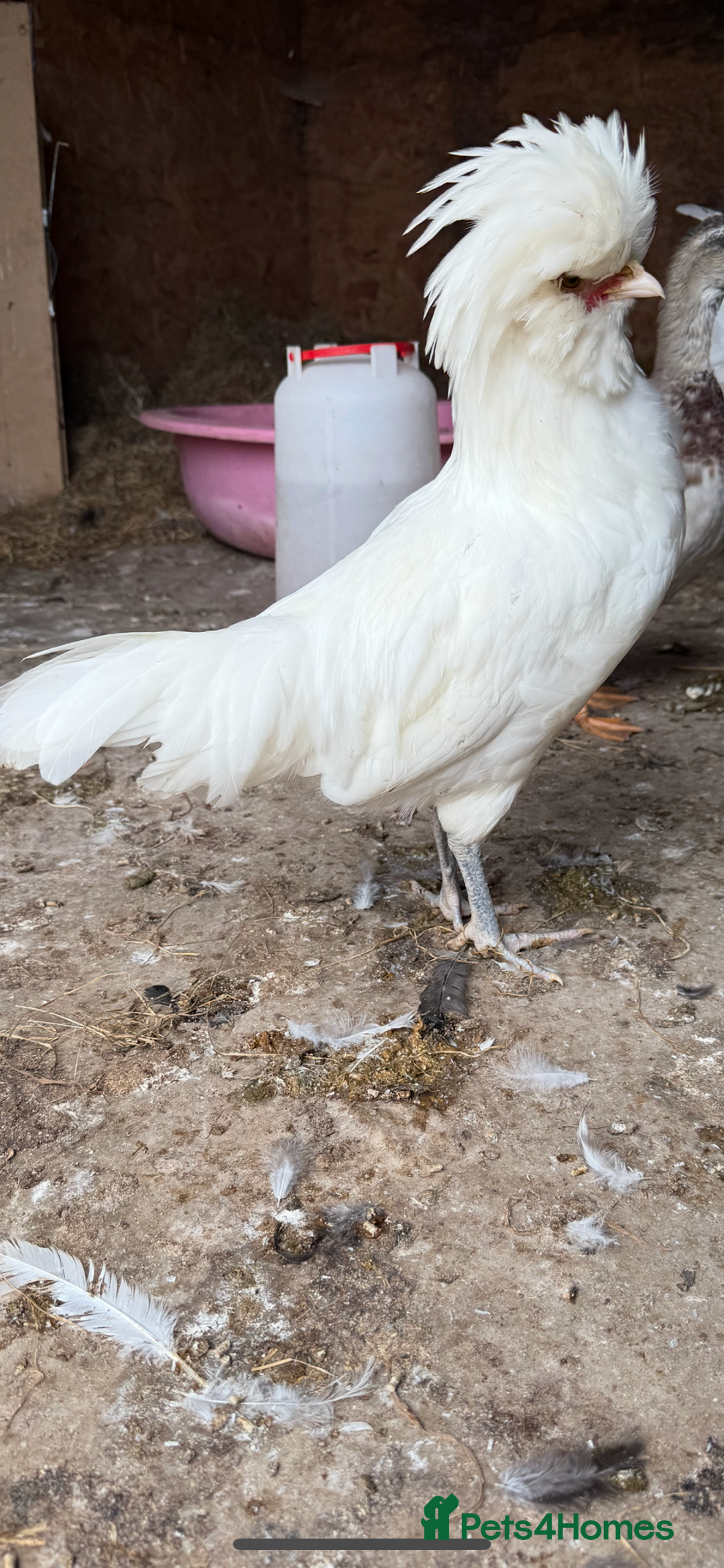 Chickens poultry for sale: Young Cockerels looking for a good home  - Image 3