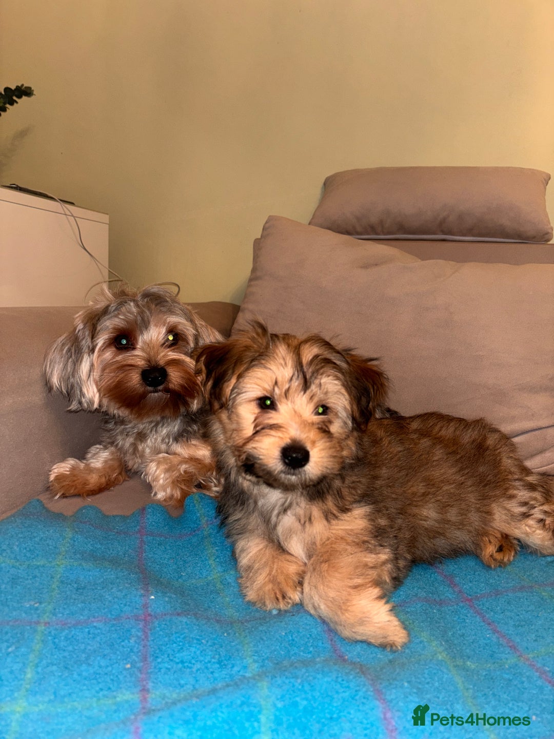 Yorkshire Terrier dogs for sale: Yorkshire Terrier 2 boys left  - Advert 2