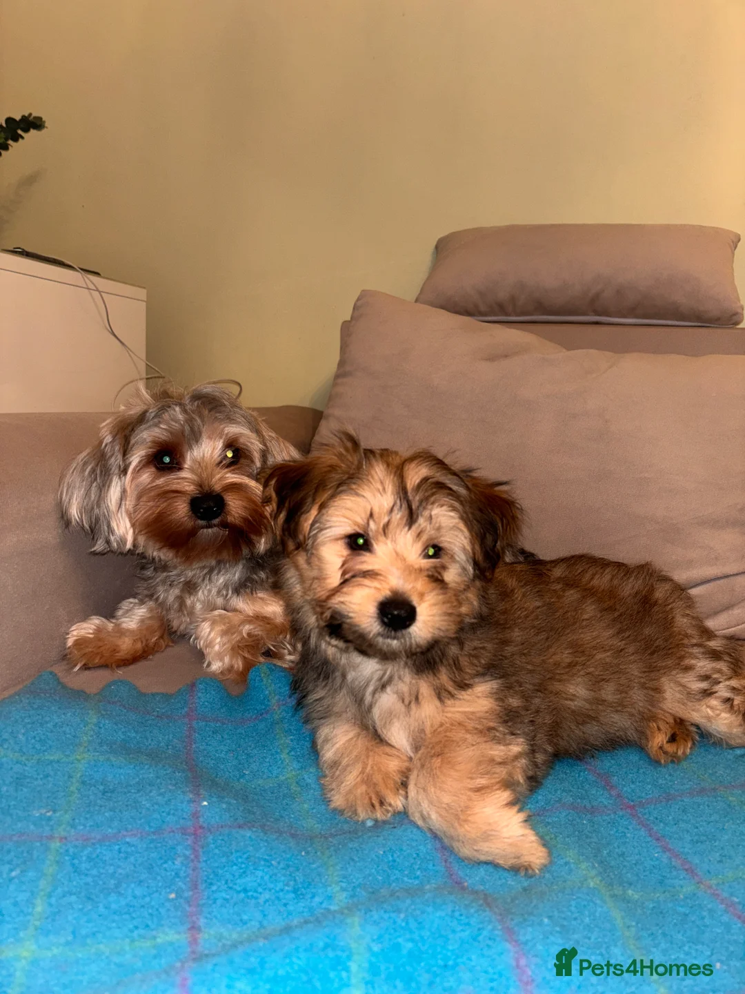 Yorkshire Terrier dogs for sale: Yorkshire Terrier 2 boys left  - Advert 2