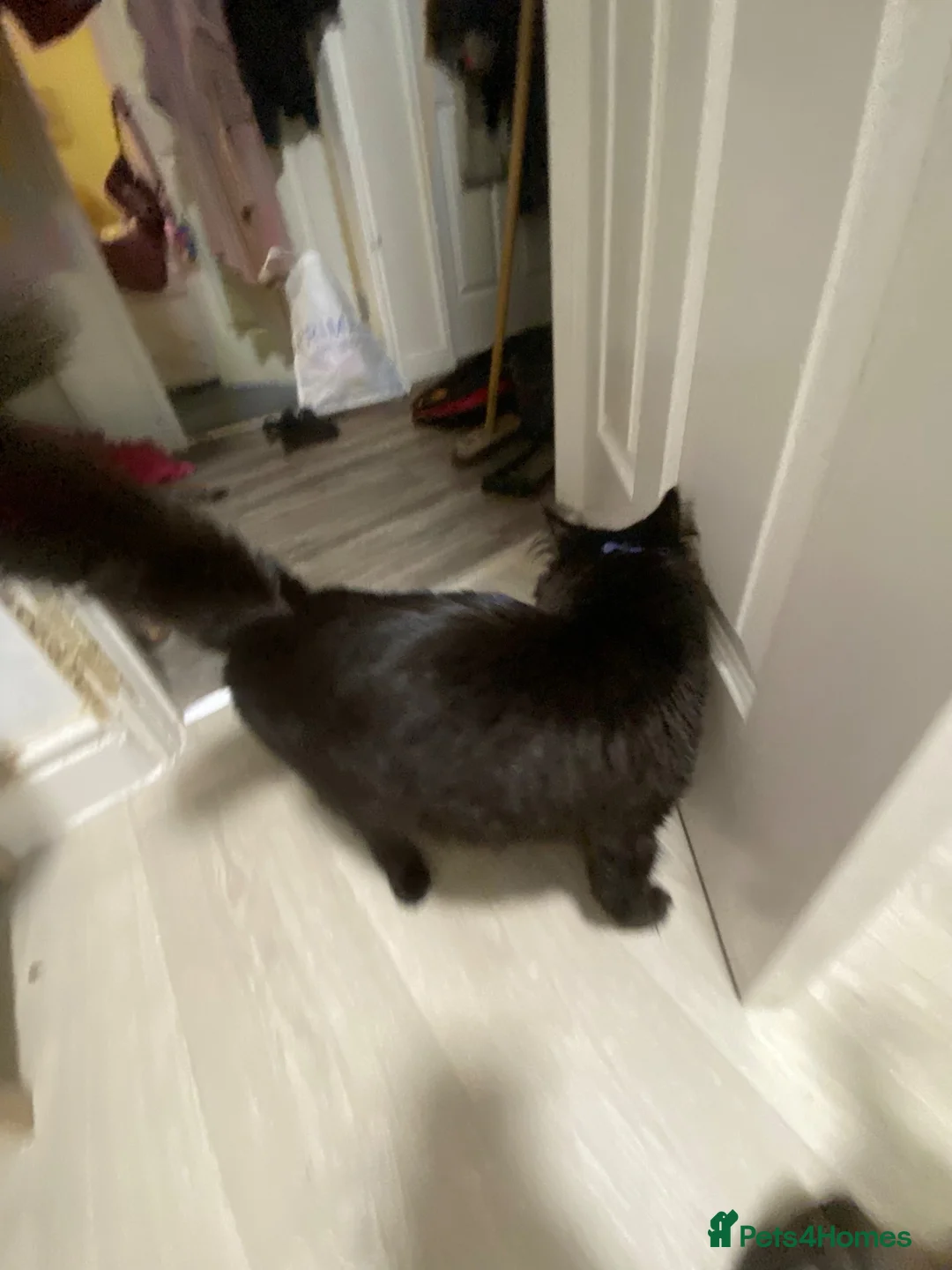 Maine Coon cats for sale: Milo (Milson) in Birkenhead - Advert 2