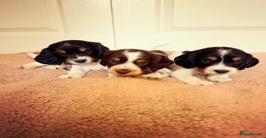 Cocker Spaniel dogs - Advert 4