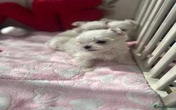 Maltese dogs for sale: ⭐️Tiny Korean Maltese ⭐️Ready NOW ⭐️ - Image 2