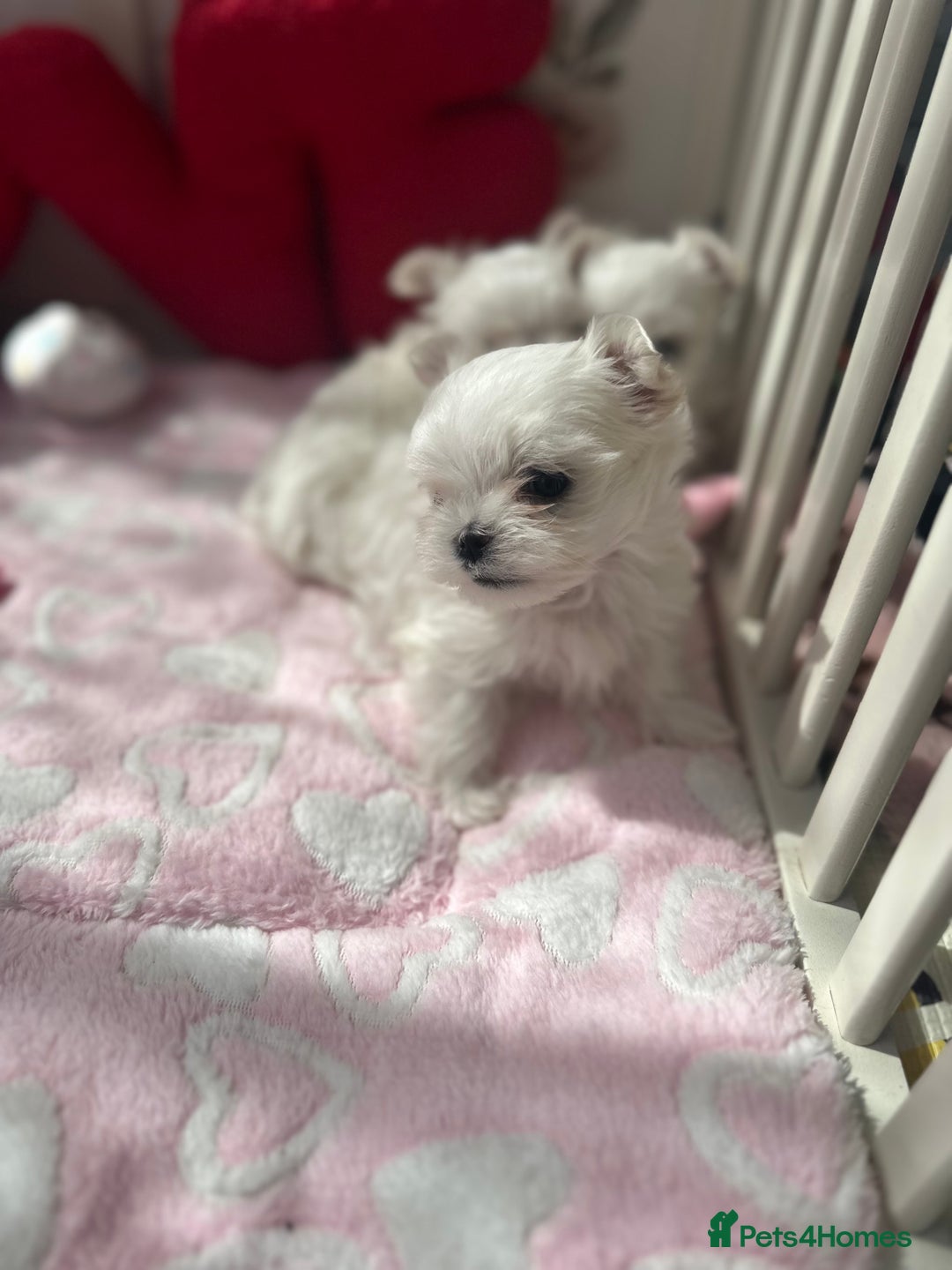 Maltese dogs for sale: ⭐️Tiny Korean Maltese ⭐️Ready NOW ⭐️ - Image 2