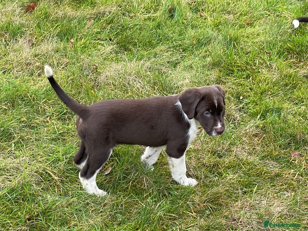 Mixed Breed dogs for sale: Sprollie pups for sale - Advert 18