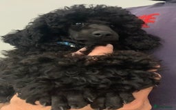Toy Poodle dogs for sale: Kc registered beautiful toy poodle - Image 5