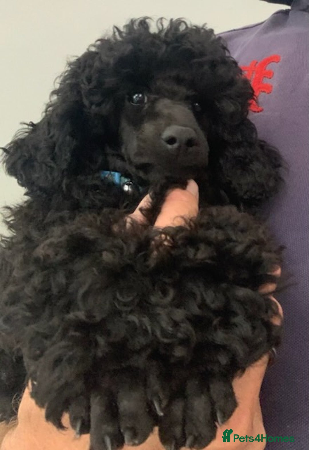 Toy Poodle dogs for sale: Kc registered beautiful toy poodle - Image 5