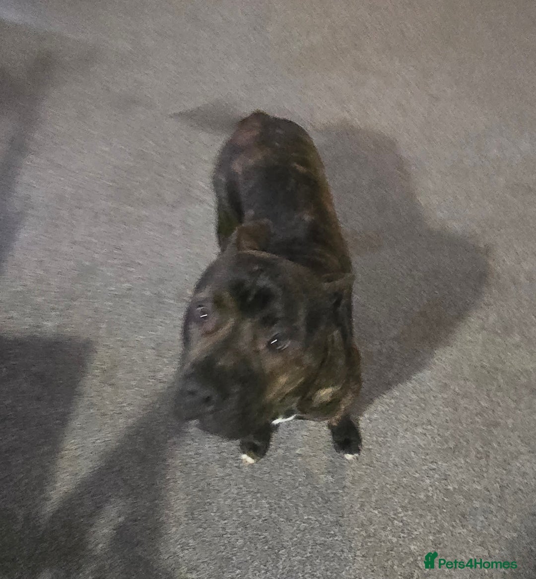 Mixed Breed dogs for sale: Bruce staff  ** tiff - Advert 5