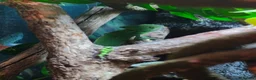 Chameleon reptiles for sale: Female Velied Chameleon  - Advert 7