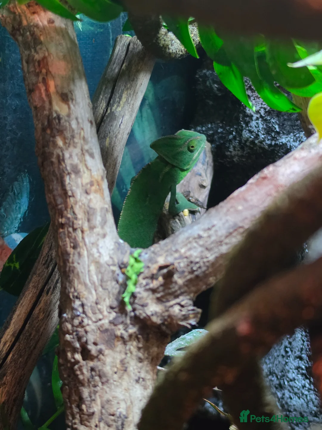 Chameleon reptiles for sale: Female Velied Chameleon  - Advert 7