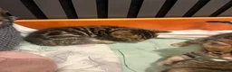 Bengal cats for sale: Bengal kittens with pedigree  - Advert 6