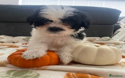 Mixed Breed dogs for sale: Maltese cross La Chon puppies  - Image 33