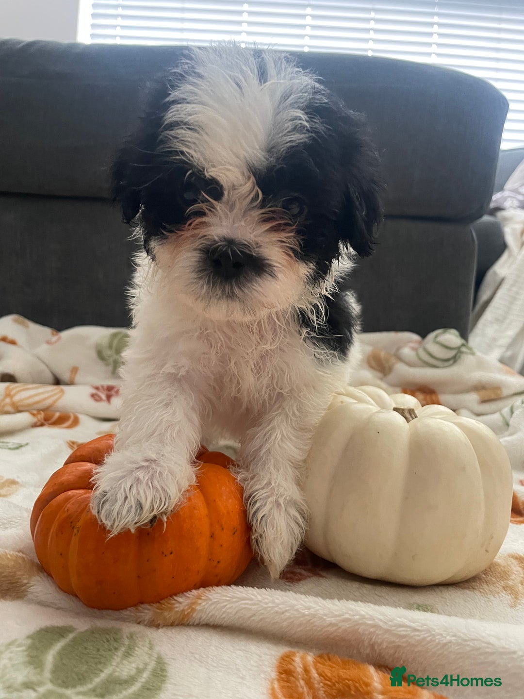 Mixed Breed dogs for sale: Maltese cross La Chon puppies  - Image 33