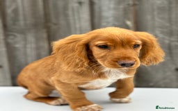 Cocker Spaniel dogs for sale: Cocker spaniel puppy’s  - Image 5